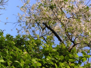 prunus-in-bloei-maand-april